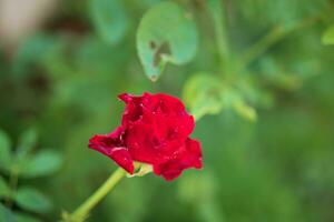 mooi rood rozen bloem in de tuin foto