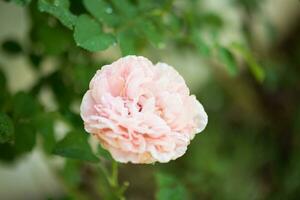 mooie roze rozen bloeien in de tuin foto