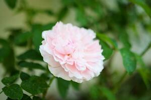 mooi kleurrijk roze rozen bloem in de tuin foto