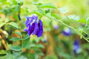 dichtbij omhoog blauw vlinder erwt bloem in de tuin foto