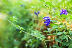 dichtbij omhoog blauw vlinder erwt bloem in de tuin foto