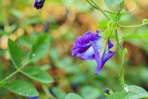 dichtbij omhoog blauw vlinder erwt bloem in de tuin foto