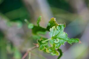 de larven van de kruisbes wesp nematus ribesii vernietigen de oogst foto