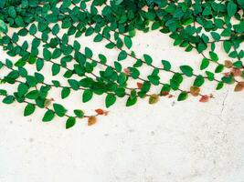 dichtbij omhoog van een groen bladeren van sluipen fig Aan een beige ruw muur foto