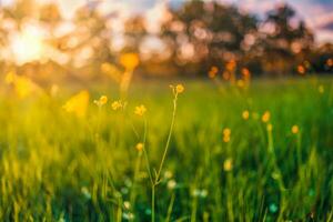 abstracte zachte focus zonsondergang veld landschap van gele bloemen en gras weide warme gouden uur zonsondergang zonsopgang tijd. rustige lente zomer natuur close-up en wazig bos achtergrond. idyllische natuur