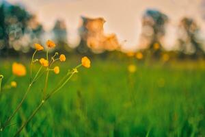 abstracte zachte focus zonsondergang veld landschap van gele bloemen en gras weide warme gouden uur zonsondergang zonsopgang tijd. rustige lente zomer natuur close-up en wazig bos achtergrond. idyllische natuur