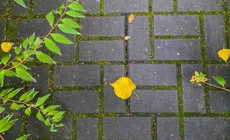 herfst laten staan. foto van herfst vertrekken Aan de grond.