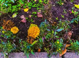 geel bloemen in herfst. foto van geel bloemen Aan de grond.