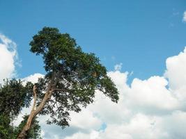 groen bomen Aan wolk en lucht achtergrond foto