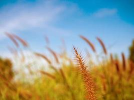 dichtbij omhoog van gras bloemen Aan een lucht achtergrond.zacht focus afbeeldingen. selectief focus foto