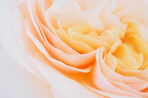 mooi roos bloem dichtbij omhoog abstract achtergrond foto