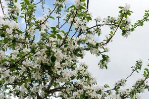 bloeiend appel boom in voorjaar tijd tegen bewolkt lucht foto