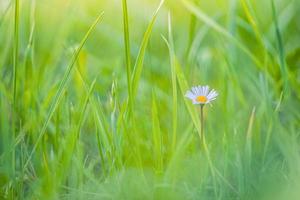 abstract zacht focus madeliefje weide landschap. mooi gras weide vers groen wazig gebladerte. rustig voorjaar zomer natuur detailopname en wazig Woud veld- achtergrond. idyllisch natuur, gelukkig bloemen foto