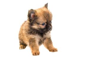 chihuahua pup op witte achtergrond foto