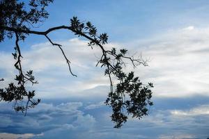 boom met wit wolken Aan blauw lucht met kopiëren ruimte voor banier achtergrond foto