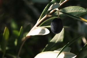 zwart olie olijf- Aan de Afdeling detailopname, vers olijven plant, rijp olijf- blad, gebladerte van de groenblijvend boom met fruit buitenshuis, natuur achtergrond. foto