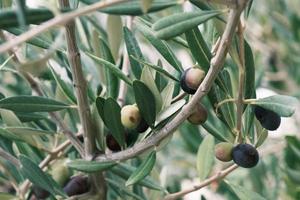 Spanje groen olijf- olie BES, Italië olijven bessen Aan een boom Afdeling met groen bladeren, biologisch Griekenland olijven fruit plant, detailopname, achtergrond. foto