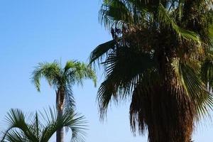 palm bomen Aan de wind tegen een blauw lucht, tropisch palmen achtergrond, kokosnoot boom fabriek in de zomer Aan de eiland, exotisch handpalmen. foto