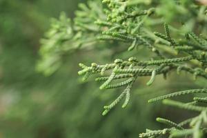 dichtbij omhoog groen pijnboom bladeren achtergrond foto