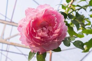 mooi kleurrijk roze rozen bloem in de tuin foto