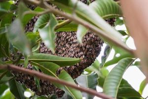 groot wild honing bij kam Aan boom Afdeling foto