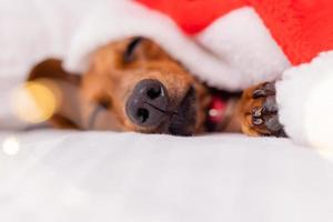 schattig teckel hond slaapt in bed Bij Kerstmis in een de kerstman hoed. huisdieren voor de nieuw jaar foto