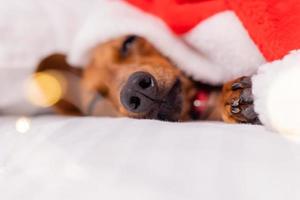 schattig teckel hond slaapt in bed Bij Kerstmis in een de kerstman hoed. huisdieren voor de nieuw jaar foto