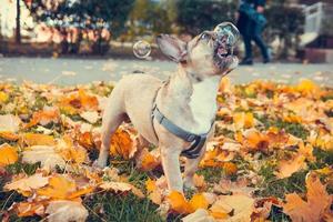 portret van schattig Frans bulldog pup, buitenshuis foto