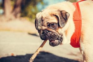 portret van schattig mopshond pup, buitenshuis. foto