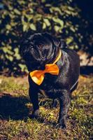 portret van schattig mopshond pup, buitenshuis. foto