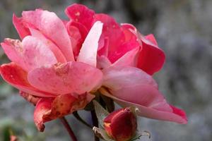 roze roos bloem in de zon foto