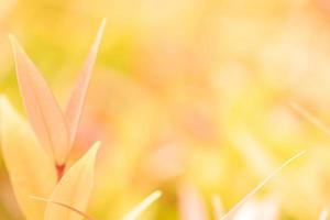 dichtbij omhoog vers natuur visie van groen blad Aan wazig groen achtergrond in tuin. natuurlijk groen bladeren planten gebruikt net zo voorjaar achtergrond Hoes bladzijde groen milieu ecologie limoen groen behang foto