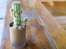 goedkoop catus Aan de houten vloer. foto