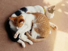 schattig katten knuffel shows warmte, intimiteit, vertrouwen, vrolijkheid. foto