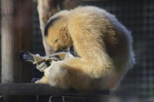 geel gibbon in gevangenschap met haar jong foto