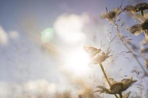 helder oranje vlinders Aan madeliefje bloemen foto