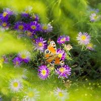 monarch vlinder in Purper asters foto