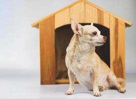 bruin kort haar- chihuahua hond zittend in voorkant van houten hond huis, op zoek zijwaarts, geïsoleerd Aan wit achtergrond. foto