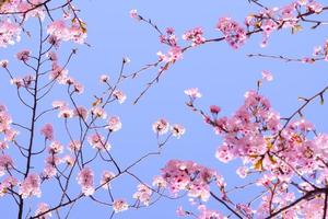 selectief focus van kers bloesems in Japan Aan blauw lucht achtergrond foto