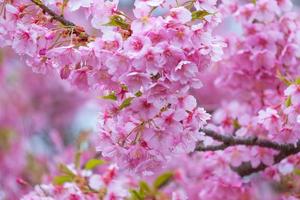 zacht pastel kleur mooi kers bloesem sakura bloeiend met vervagen in pastel roze sakura bloem, vol bloeien een voorjaar seizoen in Japan foto