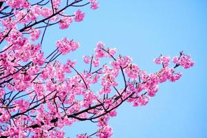 mooi kers bloesem roze sakura bloem bloeiend Bij gedurende voorjaar met tegen blauw lucht foto