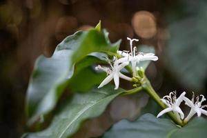 wit bloem in koffie boom dichtbij omhoog foto