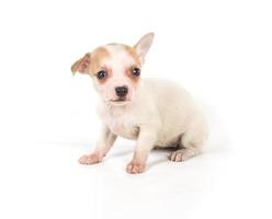 chihuahua pup op wit foto