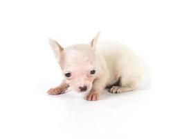 chihuahua pup op wit foto