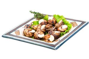 escargot Aan wit foto