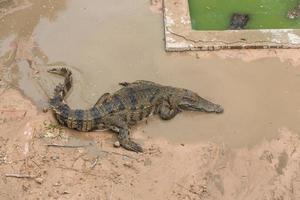 krokodil Aan grond foto
