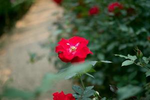 mooi rood rozen bloem in de tuin foto