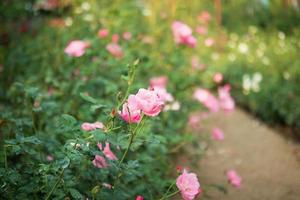 mooi kleurrijk roze rozen bloem in de tuin foto