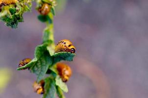 Colorado aardappel kever larven eten blad van jong aardappel foto