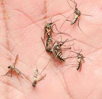 muggen zijn voeden Aan menselijk huid bloed. muggen zijn dragers van dengue koorts en malaria. dengue koorts is heel heersend gedurende de regenachtig seizoen. foto